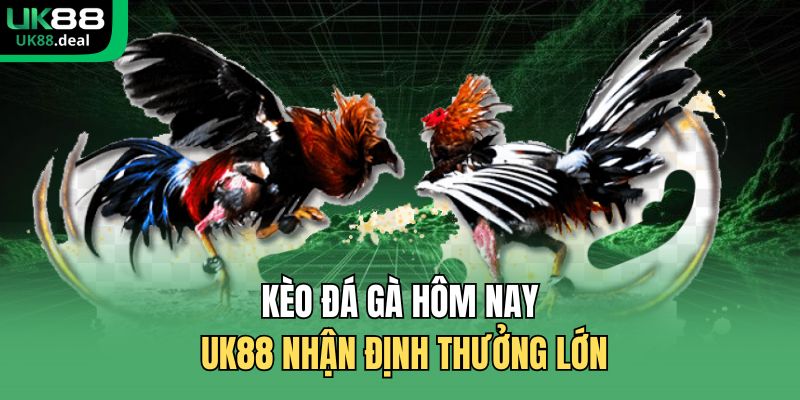 Kèo đá gà hôm nay UK88 nhận định thưởng lớn