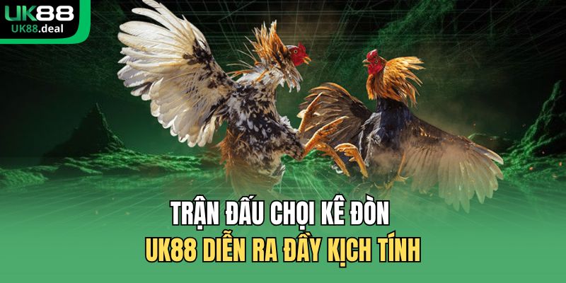 Trận đấu chọi kê đòn UK88 diễn ra đầy kịch tính
